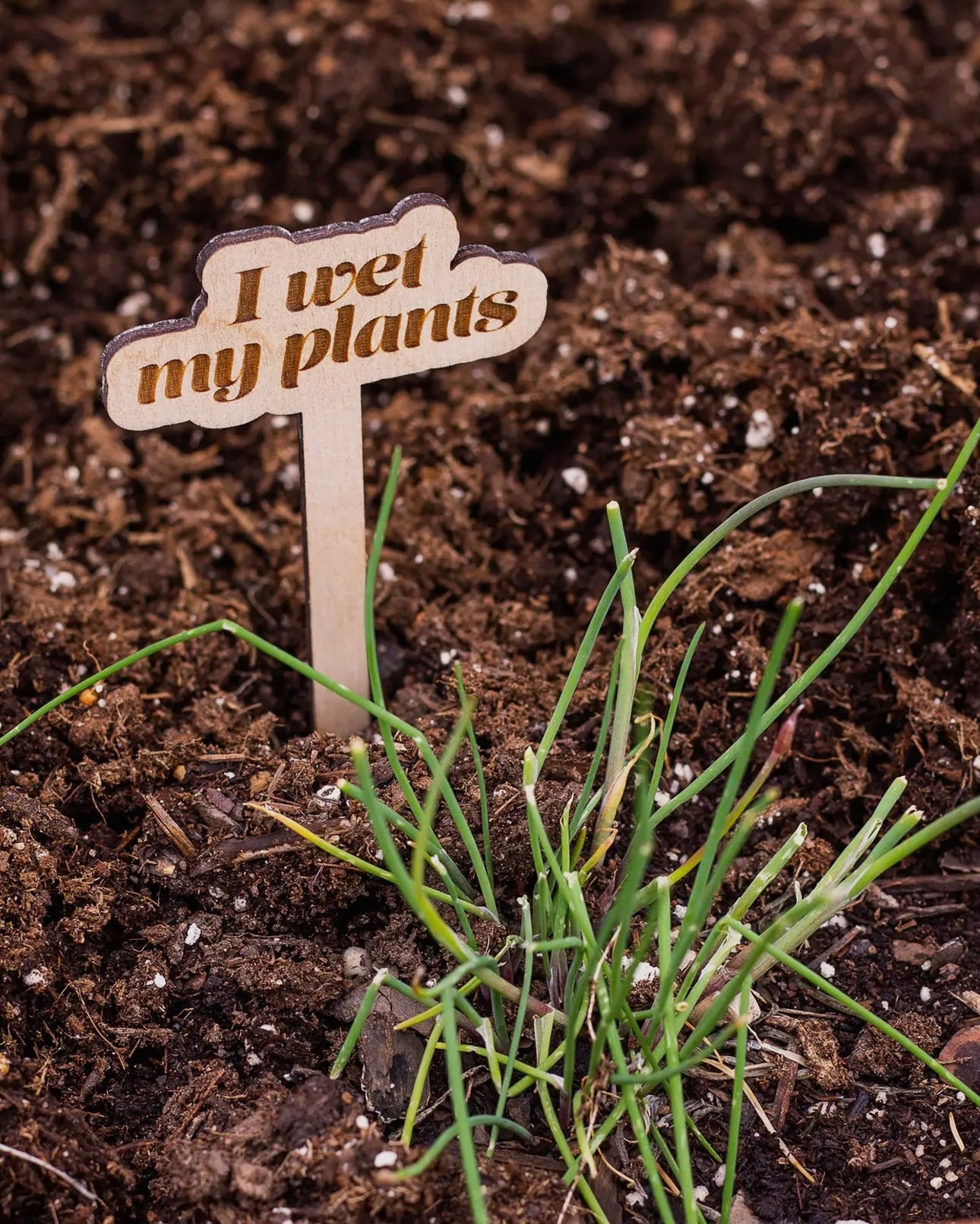 Punny Wooden Plant Markers